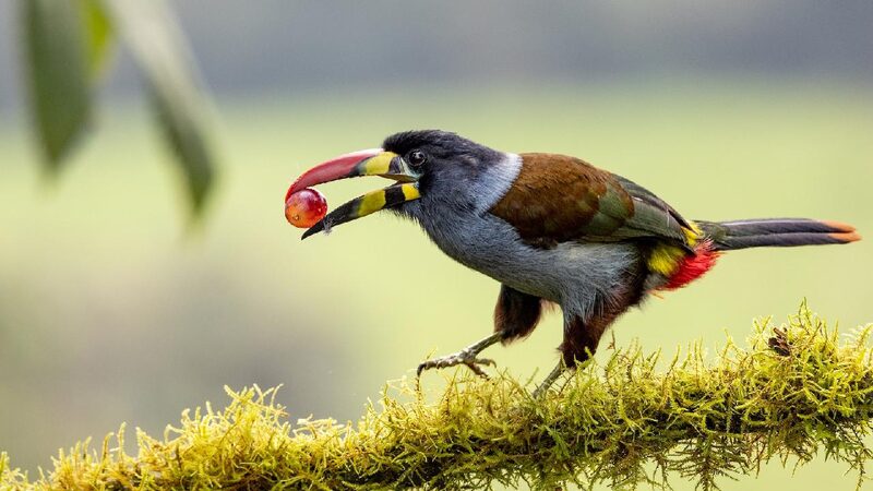 Chinese Scientists Uncover Why Birds Tolerate Sour Tastes 