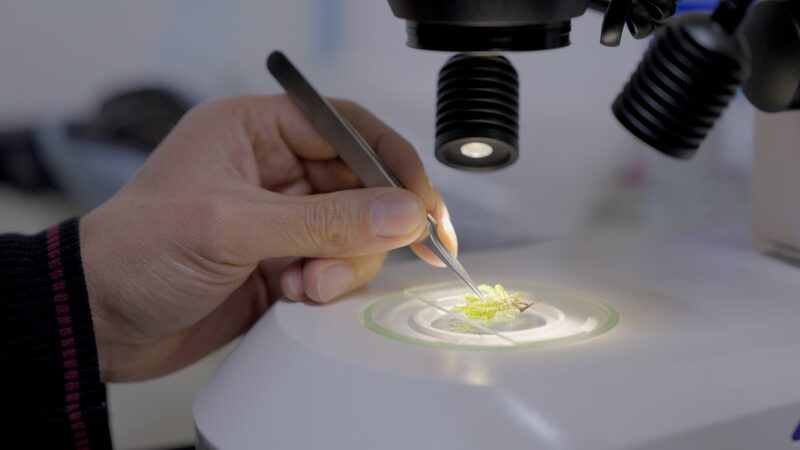 Colombian Scientists Race to Preserve Amazon’s Plant Diversity Colombian researchers preserve Amazon plant life video poster