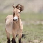 Endangered Przewalskis Horses Released into the Wild in Ningxia Video Poster 