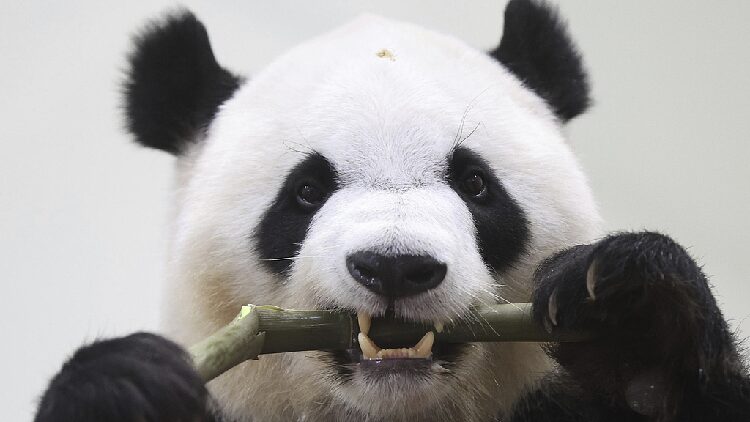 # - My News! Four Giant Pandas to Depart Japan for China