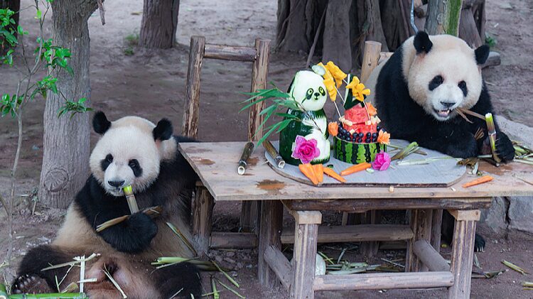 # - My News! Giant Panda Twins Celebrate Birthday in Chongqing