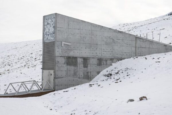 Global Gene Banks Add over 11000 Seed Samples to Svalbard Vault 