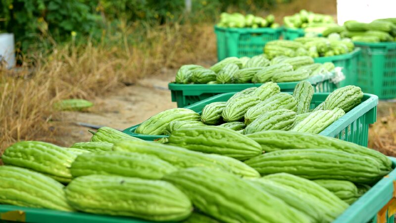 # - My News! Hainans Fengmu Bitter Gourds Yield Bumper Harvest
