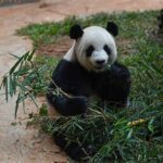 Live Discover Daily Life of Pandas at Hainan 