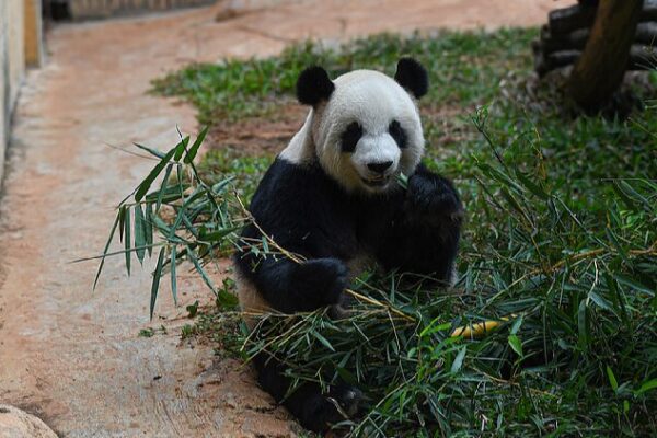 Discover the Daily Adventures of Pandas Gong Gong and Shun Shun in Hainan Live: Discover daily life of pandas at Hainan