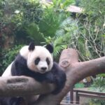 Live Discover Daily Life of Pandas in Hainan 