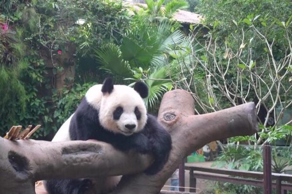 Discover the Daily Lives of Panda Brothers in Hainan Live: Discover daily life of pandas in Hainan