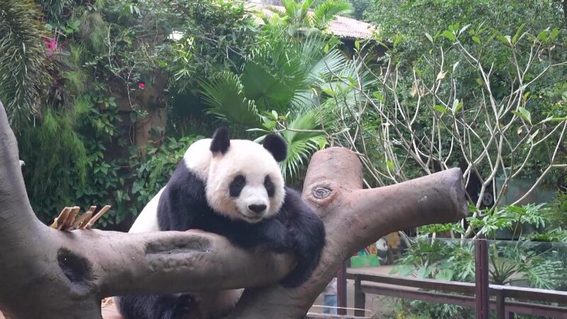 # - My News! Live Discover Daily Life of Pandas in Hainan