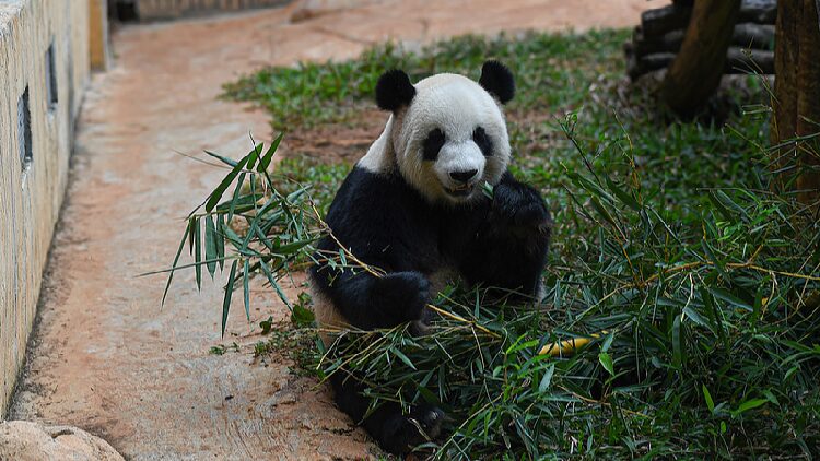 # - My News! Live Discover the Daily Life of Pandas in Hainan
