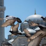 Live Exterior of the Site Where Ukraine and Russia Talks Take Place Video Poster 