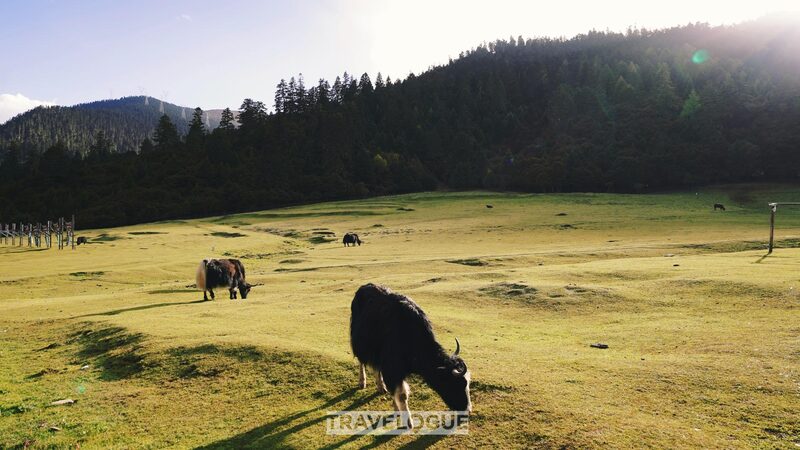 # - My News! Lulang a Vivid Example of Rural Revitalization in Xizang