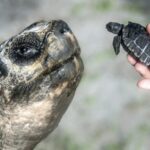 Miami Zoos 135 year old Galapagos Tortoise Enjoys First Fathers Day