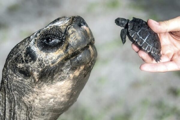 Miami zoo's 135-year-old Galapagos tortoise enjoys first Father's Day