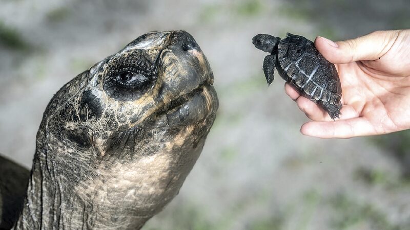 # - My News! Miami Zoos 135 year old Galapagos Tortoise Enjoys First Fathers Day