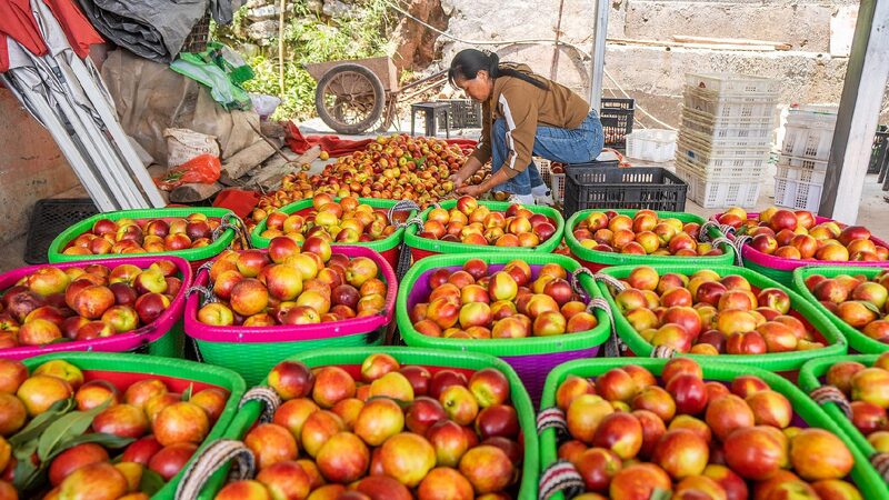# - My News! Nectarine Harvest Drives Rural Prosperity in Guizhou