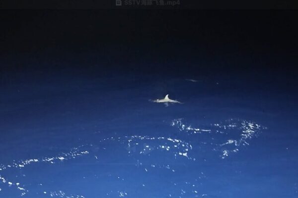 # - My News! Rare Footage of Dolphin Hunting Flying Fish Captured at Beijiao Reef Video Poster