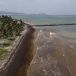 Record Amount of Seaweed Hit Caribbean Nearby Areas in May 
