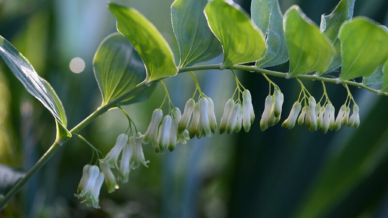 # - My News! Se Chinas Fujian Taps Forest Wealth with Green Finance