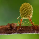 Scientists Uncover Genetic Innovation Underlying Evolution of Ants 