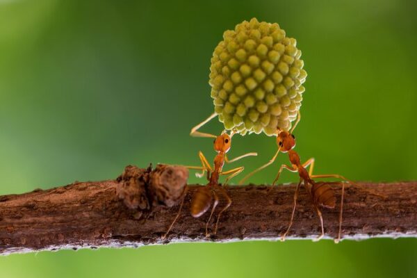 # - My News! Scientists Uncover Genetic Innovation Underlying Evolution of Ants