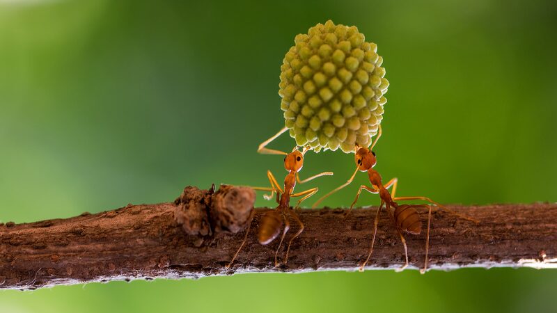 Scientists Uncover Genetic Innovation Underlying Evolution of Ants 