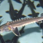 # - My News! Scientists Witness First Wild Yangtze Sturgeon Reproduction