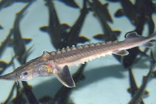 # - My News! Scientists Witness First Wild Yangtze Sturgeon Reproduction