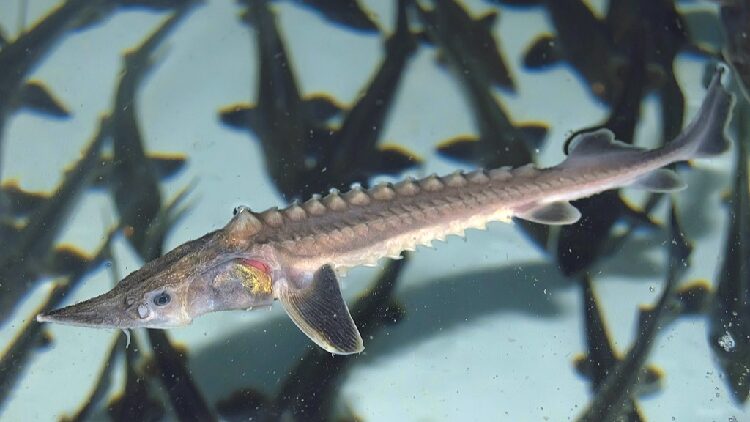 # - My News! Scientists Witness First Wild Yangtze Sturgeon Reproduction