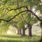 Study Finds Tree Trunk Breathing Adaptation Cools Climate Predictions 