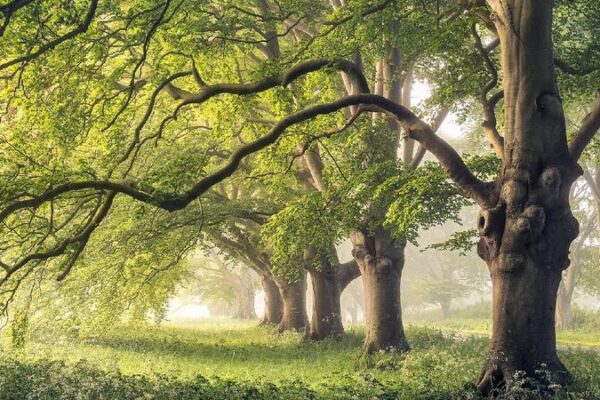 # - My News! Study Finds Tree Trunk Breathing Adaptation Cools Climate Predictions