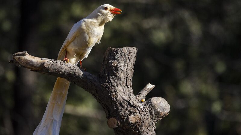 # - My News! the Fragility and Protection of Rare Albino Animals