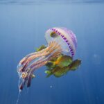 the Magical Deep Blue a World Oceans Day Special 