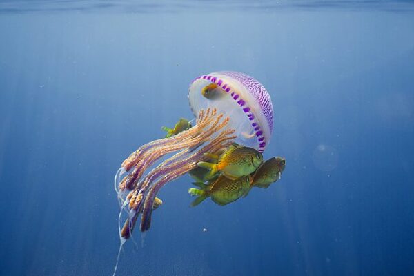 Exploring the Deep Blue: Celebrating World Oceans Day and China’s Ocean Innovations The magical deep blue: A World Oceans Day special