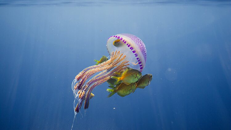 # - My News! the Magical Deep Blue a World Oceans Day Special