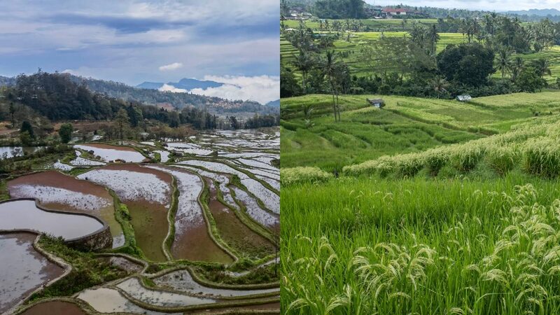 Ancient Rice Terraces Thrive as Tourist Hotspots in China and Indonesia Traditional irrigation landscapes draw visitors in China and Indonesia