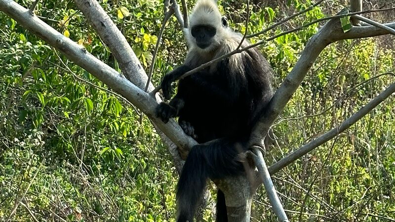 White-headed langurs: Why their poop is key to their survival video poster