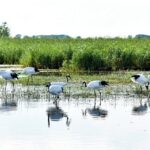 Zhalong Nature Preserve an Ideal Haven for Birds 