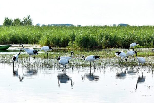 Zhalong: China’s Hidden Haven for Migratory Birds Zhalong Nature Preserve – an ideal haven for birds