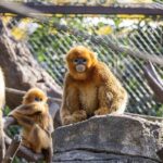 Ai Enhances Protection of Endangered Golden Snub nosed Monkeys 