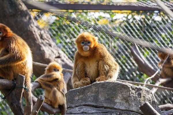 AI Helps Protect Golden Snub-Nosed Monkeys in China’s Qinling Mountains AI enhances protection of endangered golden snub-nosed monkeys