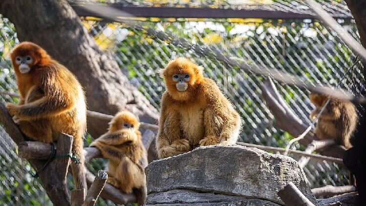# - My News! Ai Enhances Protection of Endangered Golden Snub nosed Monkeys