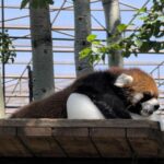 Adorable Moment Red Panda Chills with Ice Block at Beijing Zoo 