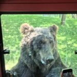 Beijing Wildlife Parks foodie Brown Bears