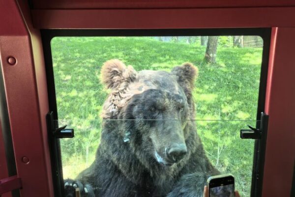 # - My News! Beijing Wildlife Parks foodie Brown Bears