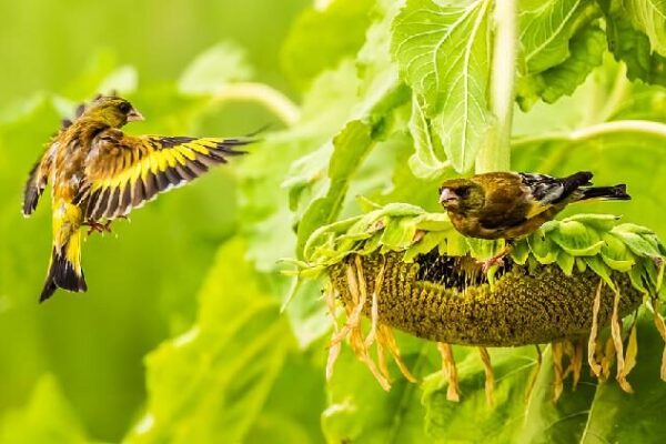 Birds Flock to Sunflower Fields at Jiangxi Wetland Park Birds flock to sunflower fields at a wetland park in Jiangxi