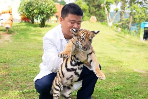 # - My News! Can You Understand What a Tiger is Trying to Say Video Poster