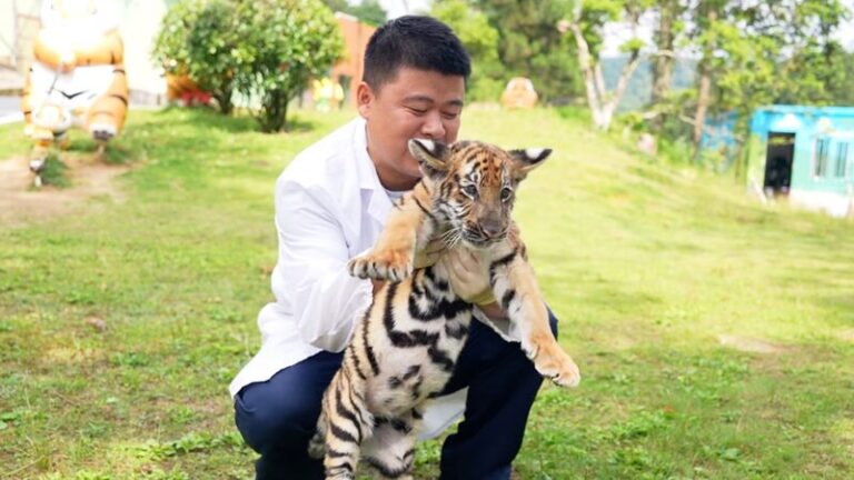 Can You Understand What a Tiger is Trying to Say Video Poster