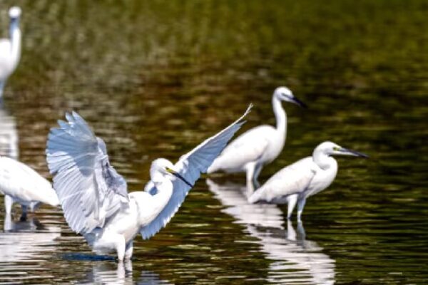 Changjiang Haiwei National Wetland Park: A Bird Paradise in Hainan Changjiang Haiwei National Wetland Park: A key bird habitat in Hainan