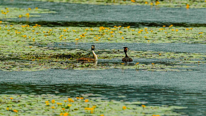 China Now Has Most Wetland Cities in the World After COP15 Accreditations China leads the world with highest number of wetland cities