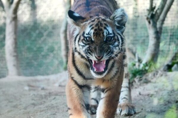 # - My News! China Opens Largest Rewilding Base for Critically Endangered Tigers Video Poster